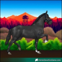 Horse Color:Black 