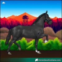 Horse Color:Black 