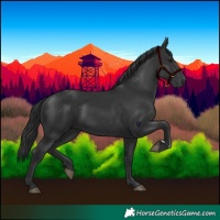 Horse Color:Black 