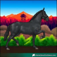 Horse Color:Black 