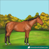 Horse Color:Bay 