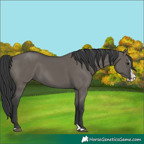 Horse Color:Grullo Splash 