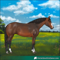 Horse Color:Bay 