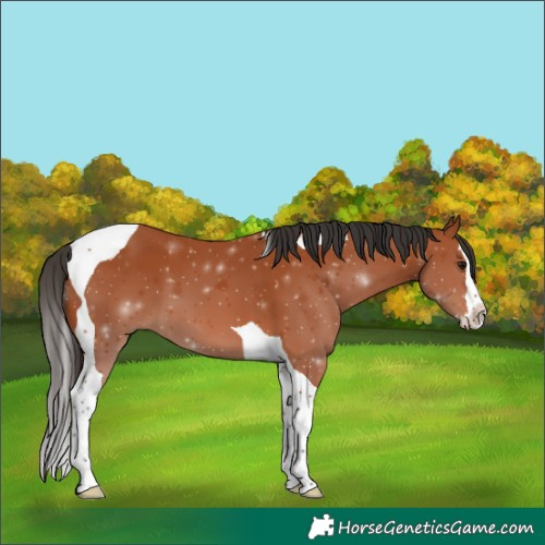 Horse Color:Bay Splash Tobiano 