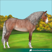 Horse Color:Silver Bay Roan