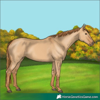 Horse Color:Red Dun 