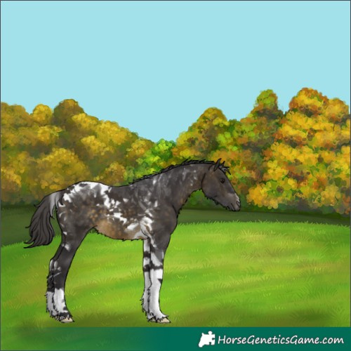 Horse Color:Buckskin Tobiano 