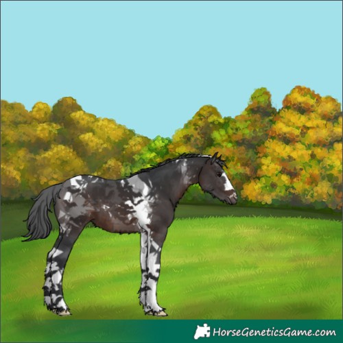 Horse Color:Brown Tobiano 