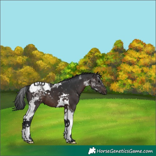 Horse Color:Brown Tobiano 