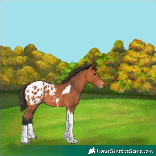 Horse Color:Bay Tobiano Blanket 