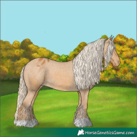 Horse Color:Palomino Appaloosa 