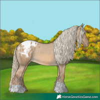 Horse Color:Chocolate Palomino Dun Appaloosa