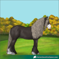 Horse Color:Liver Chestnut Sabino Rabicano 