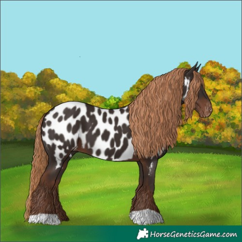 Horse Color:Liver Chestnut Near Leopard 