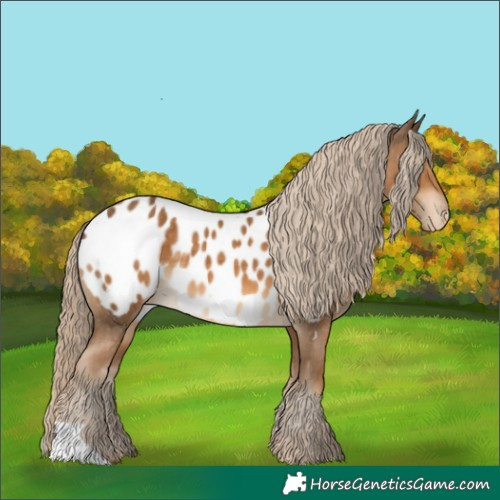 Horse Color:Chocolate Palomino Appaloosa 