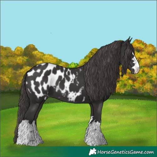 Horse Color:Smoky Black Appaloosa 