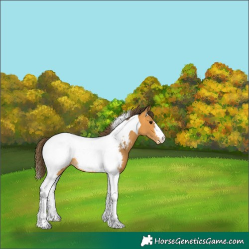 Horse Color:Buckskin Tobiano Near Fewspot 
