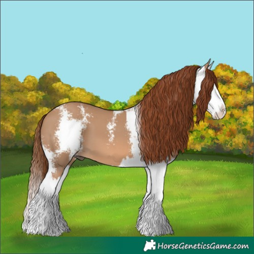 Horse Color:Red Dun Sabino Splash 