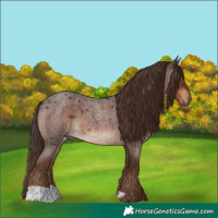 Horse Color:Liver Red Roan 