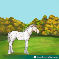 Horse Color:Silver Buckskin Sabino Tobiano Appaloosa 