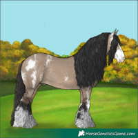 Horse Color:Bay Dun Sabino Rabicano