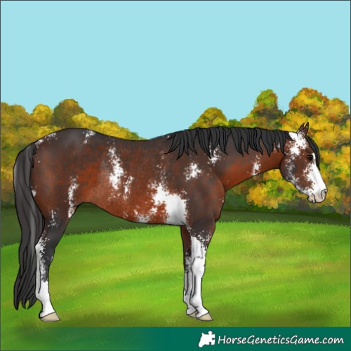 Horse Color:Brown Sabino Rabicano 