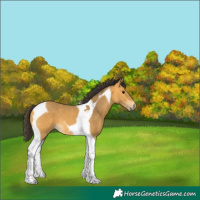 Horse Color:Buckskin Tobiano 