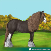 Horse Color:Liver Chestnut Sabino Rabicano 