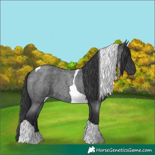 Horse Color:Blue Roan Tobiano 