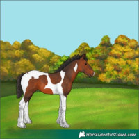 Horse Color:Bay Tobiano 