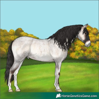 Horse Color:Liver Red Onyx Roan 