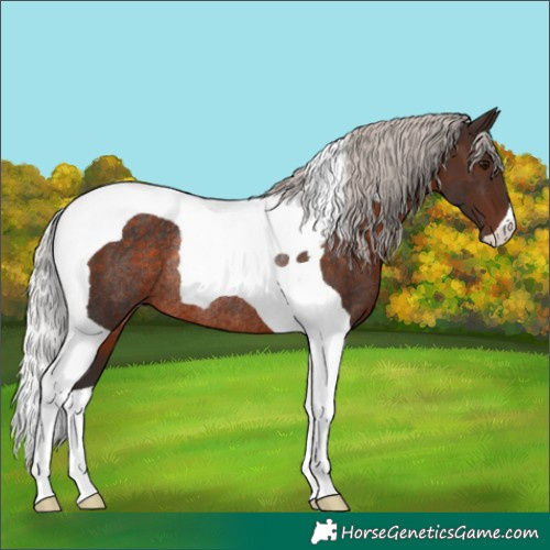 Horse Color:Silver Brown Tobiano Rabicano 