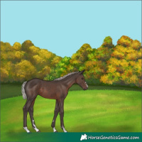 Horse Color:Silver Black