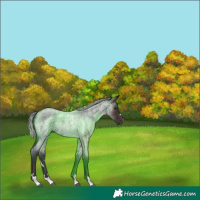 Horse Color:Silver Brown Roan 