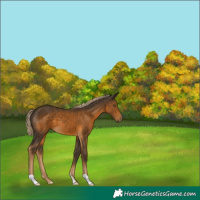 Horse Color:Chocolate Palomino 