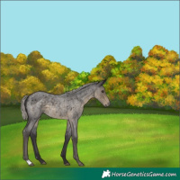 Horse Color:Silver Smoky Blue Roan 