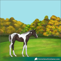 Horse Color:Silver Brown Tobiano