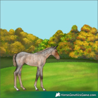 Horse Color:Chocolate Palomino Roan Tobiano 