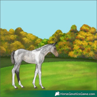 Horse Color:Silver Smoky Blue Roan Tobiano 