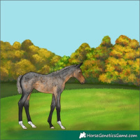 Horse Color:Gray Silver Buckskin Roan
