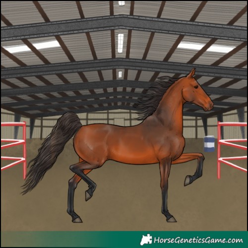 Horse Color:Bay 