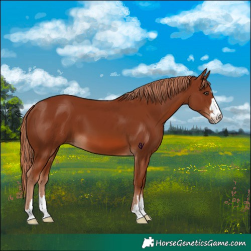 Horse Color:Chestnut 