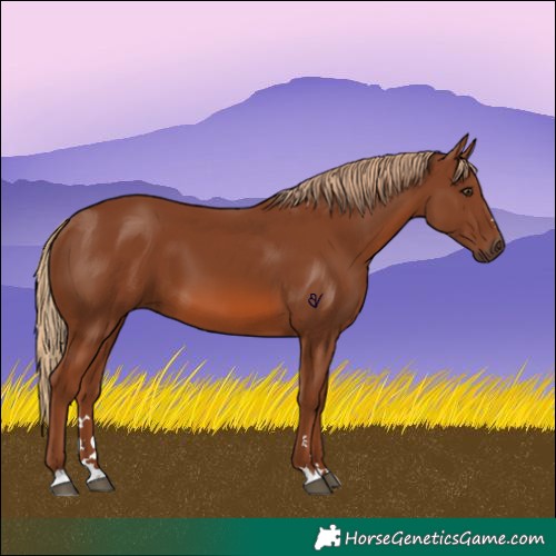 Horse Color:Chestnut 