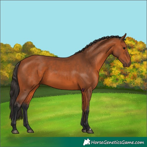 Horse Color:Bay 