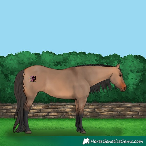 Horse Color:Bay Dun 