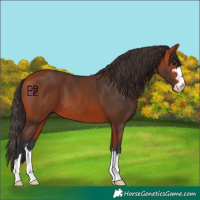 Horse Color:Bay 