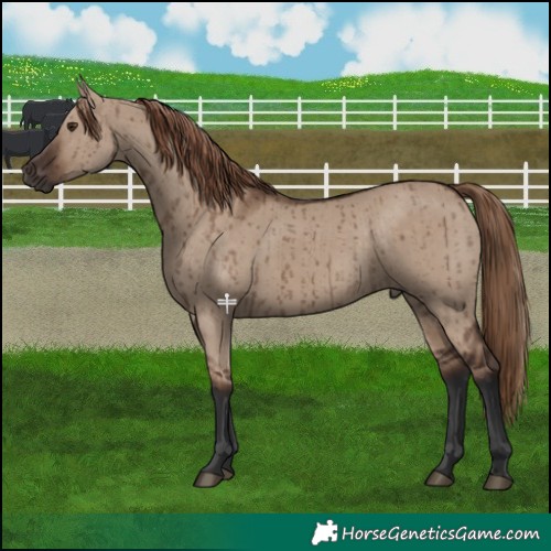 Horse Color:Liver Red Dun Brindle 