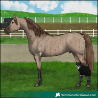 Horse Color:Liver Red Dun Brindle 