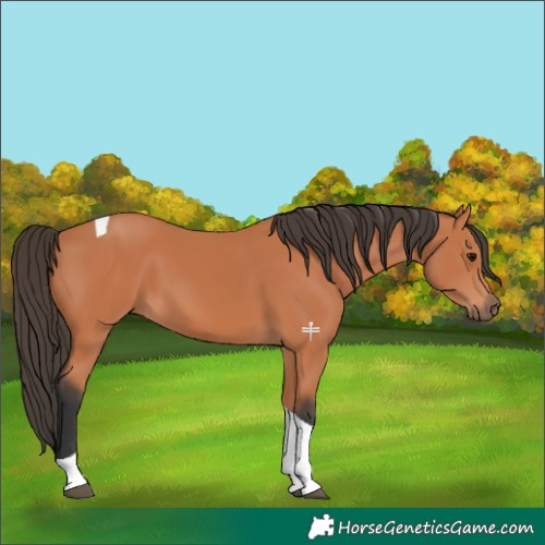 Horse Color:Bay Tobiano 