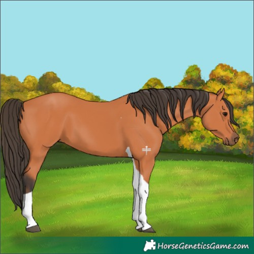 Horse Color:Bay Tobiano 